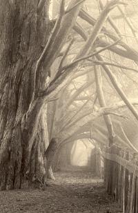 Cypress Hedgerow